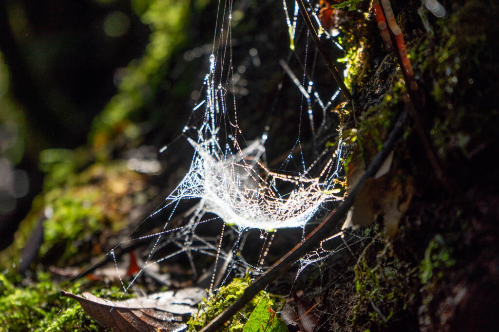Crazy Spiderweb