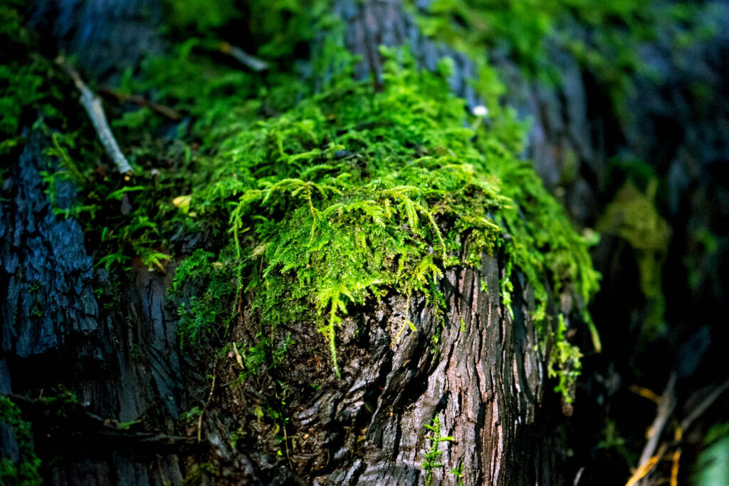Moss Closeup