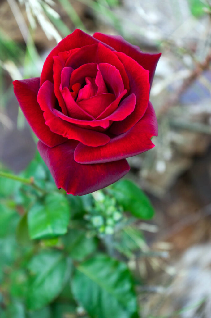 Red Rose Spain