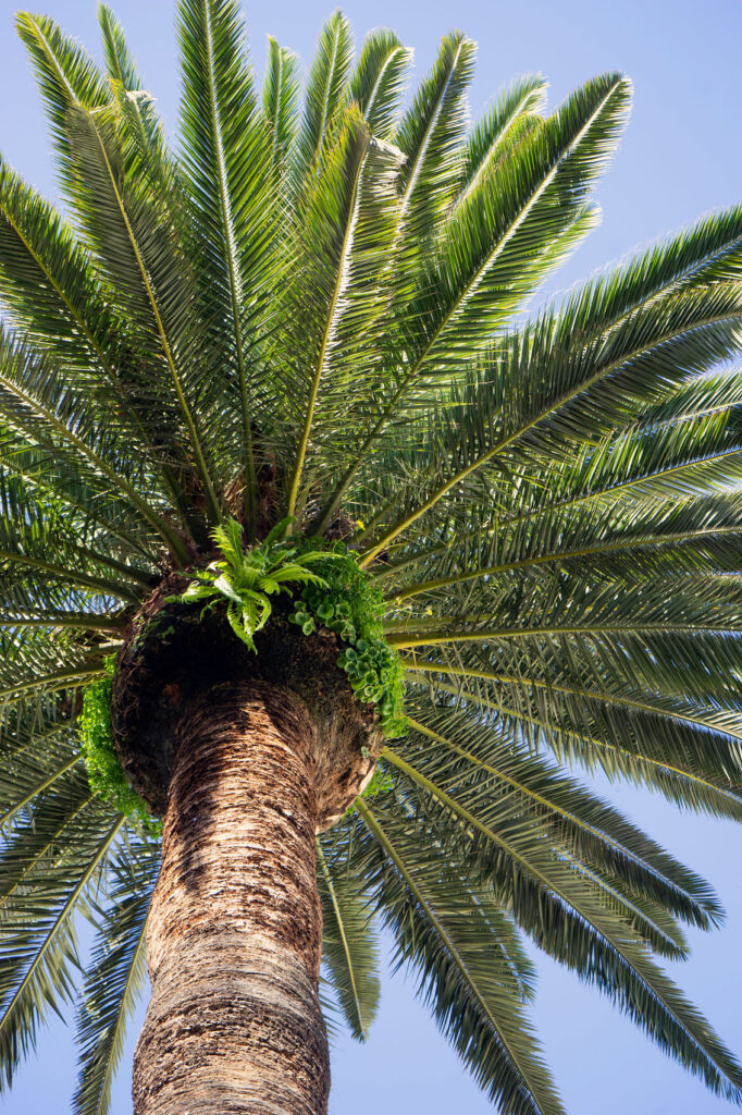 Tenerife Palm Tree