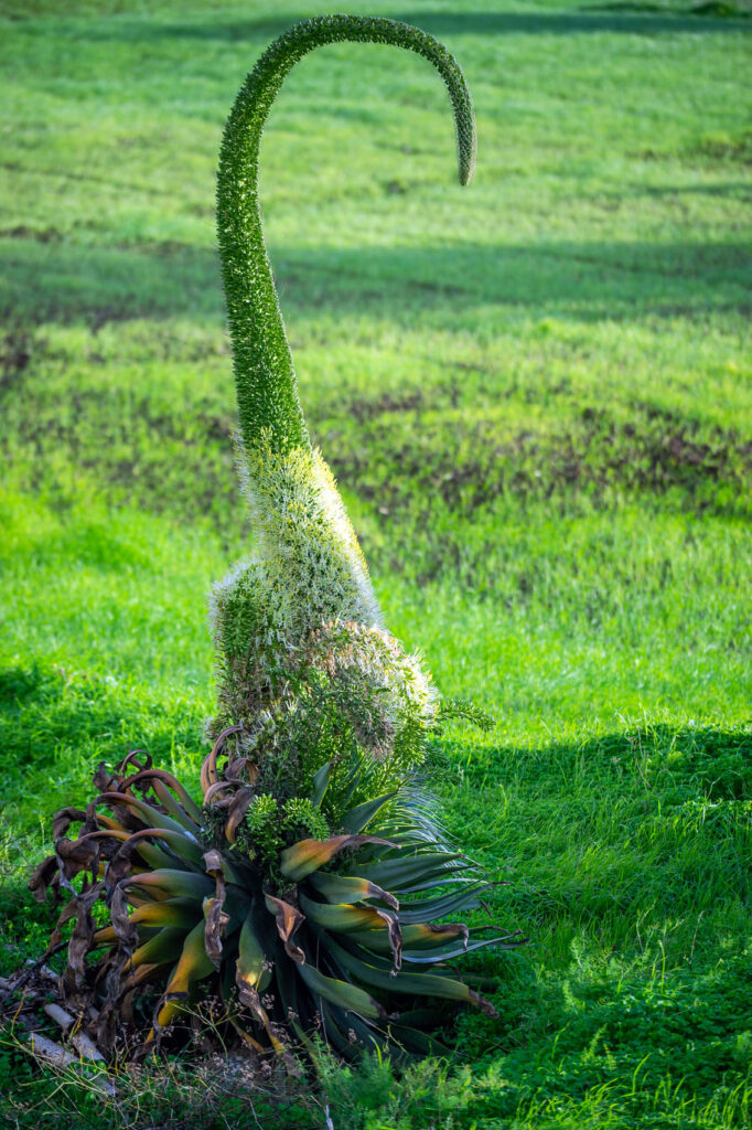 Weird Plants of Canary Islands