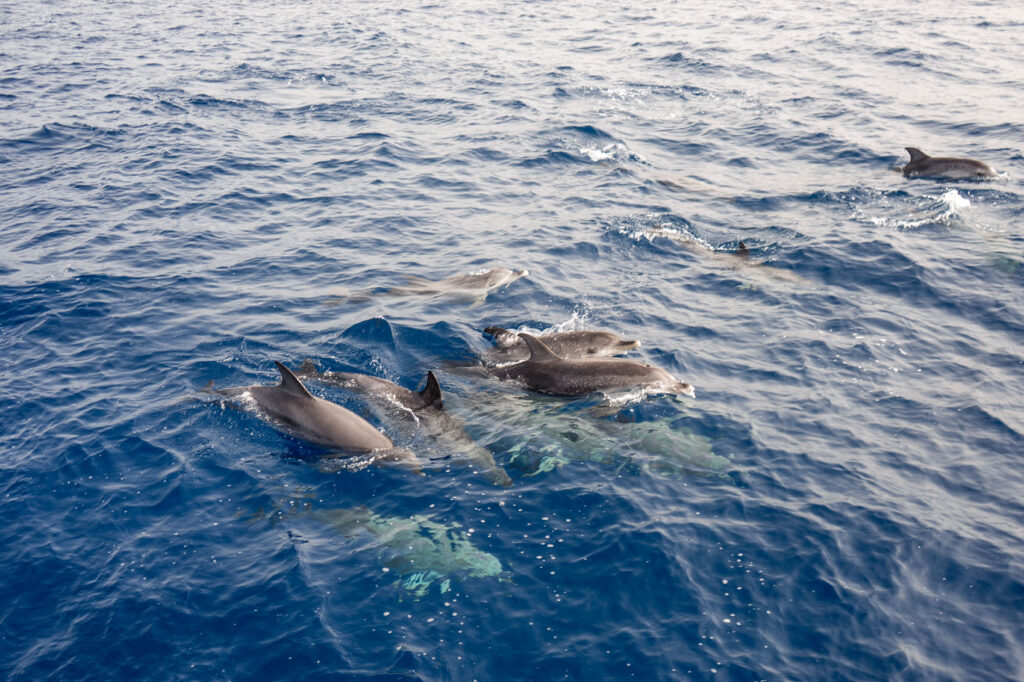 Whale Tour Tenerife - Spotted Dolphins