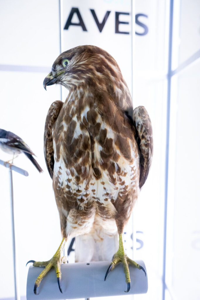 Tenerife Falcon