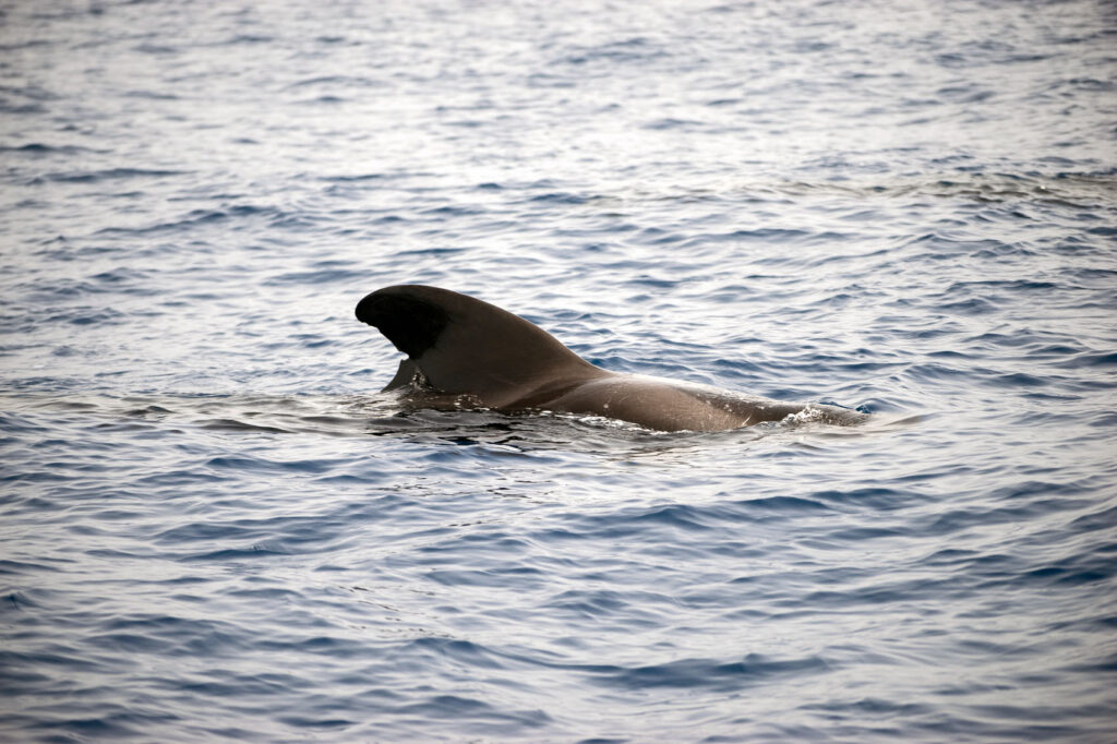 Pilot Whales Tenerife