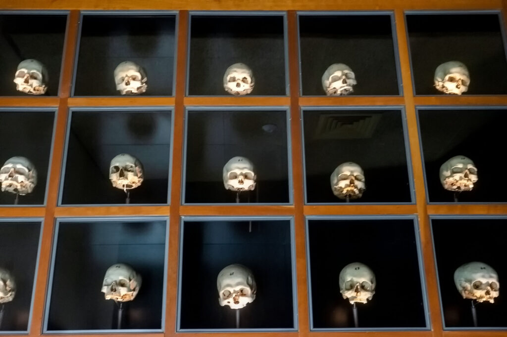 Skulls On A shelf