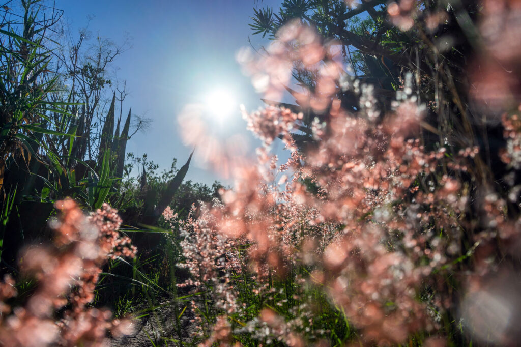 Pink Flowers Tenerife