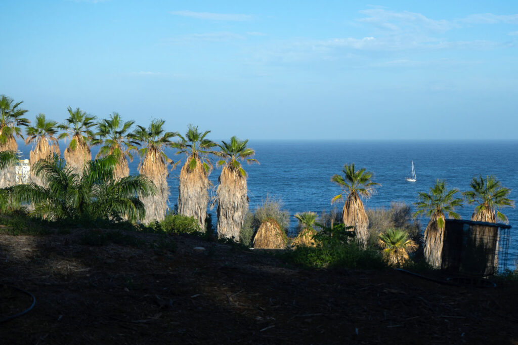 Palmetum Tenerife