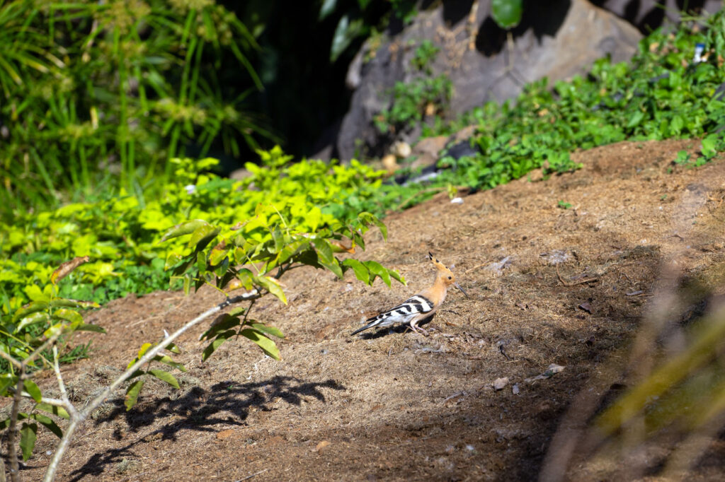 woodpecker Canary Islands
