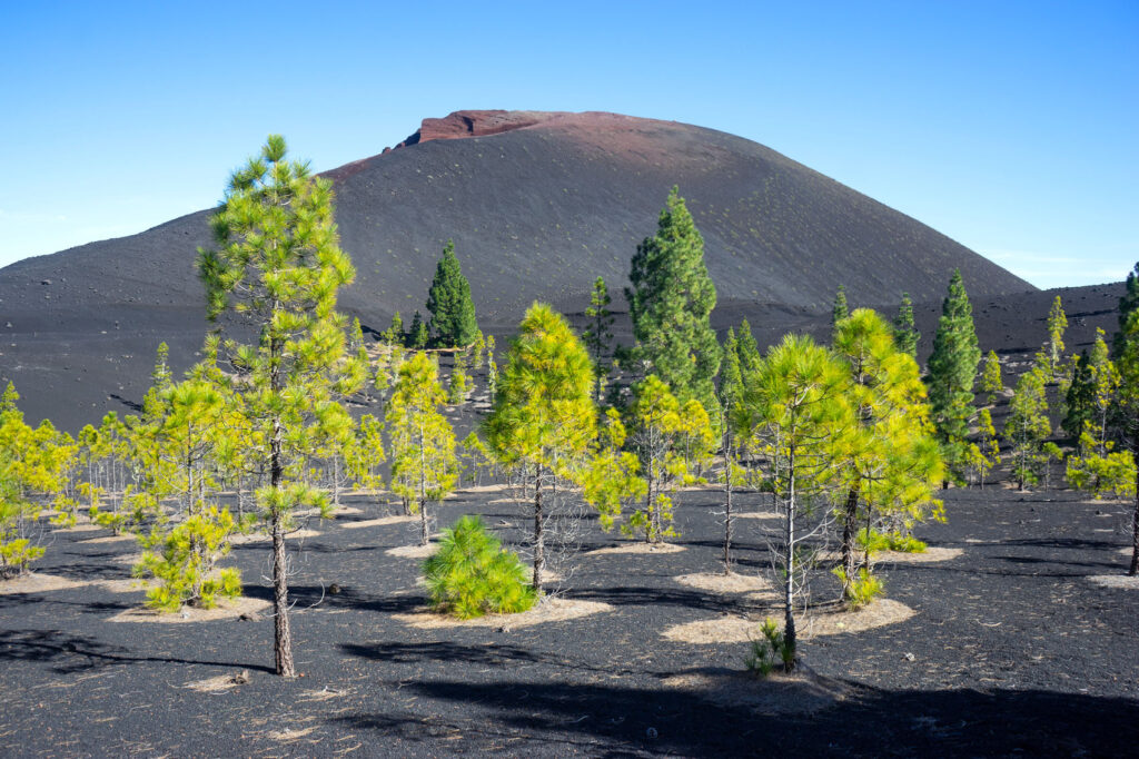 Montaña Negra Tenerife, Lava landscape, green trees and volcano crater