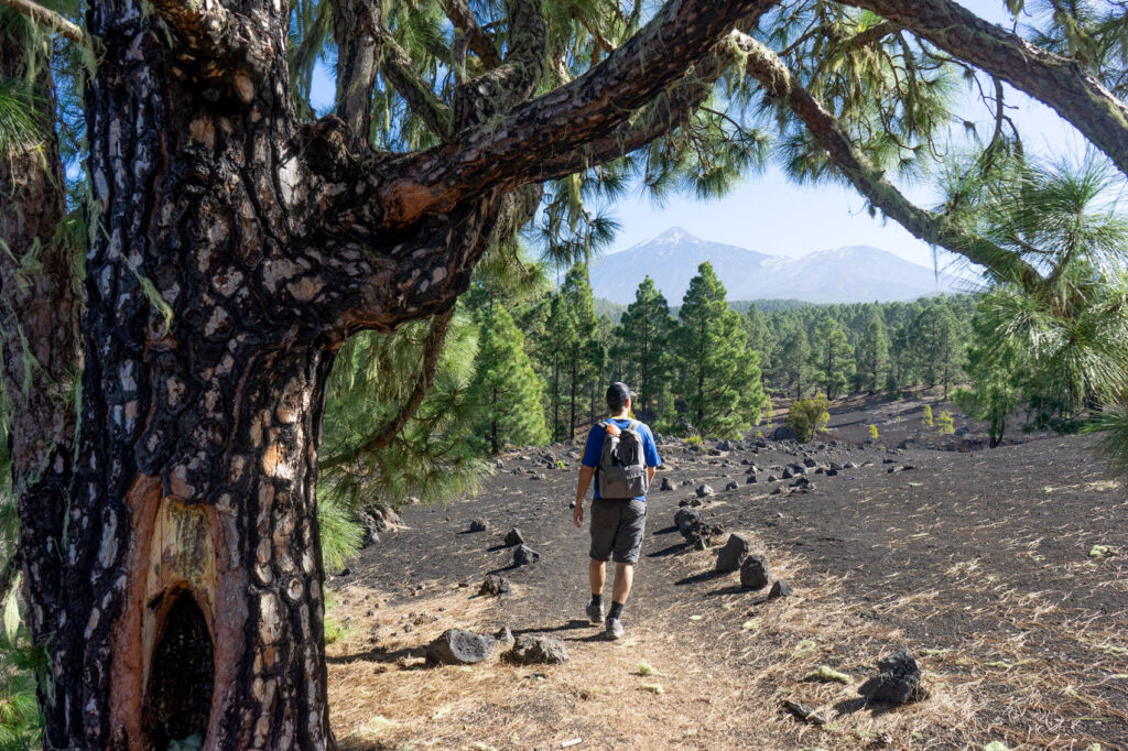 Hiker hiking at Montaña Negra on Tenerife with Teide in the background.