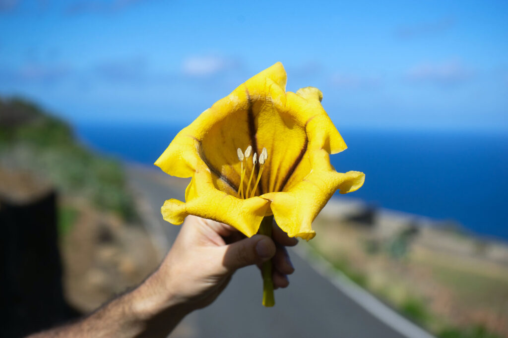 Huge yellow flower Canary island