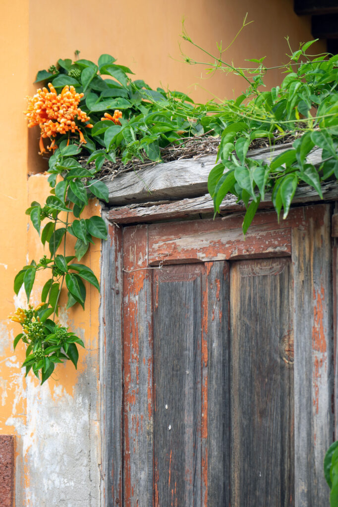 Old Door And Tenerife Plants