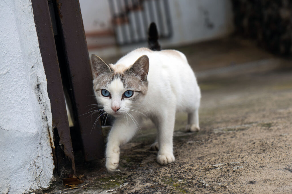 White Cat with blue eyes Tenerife