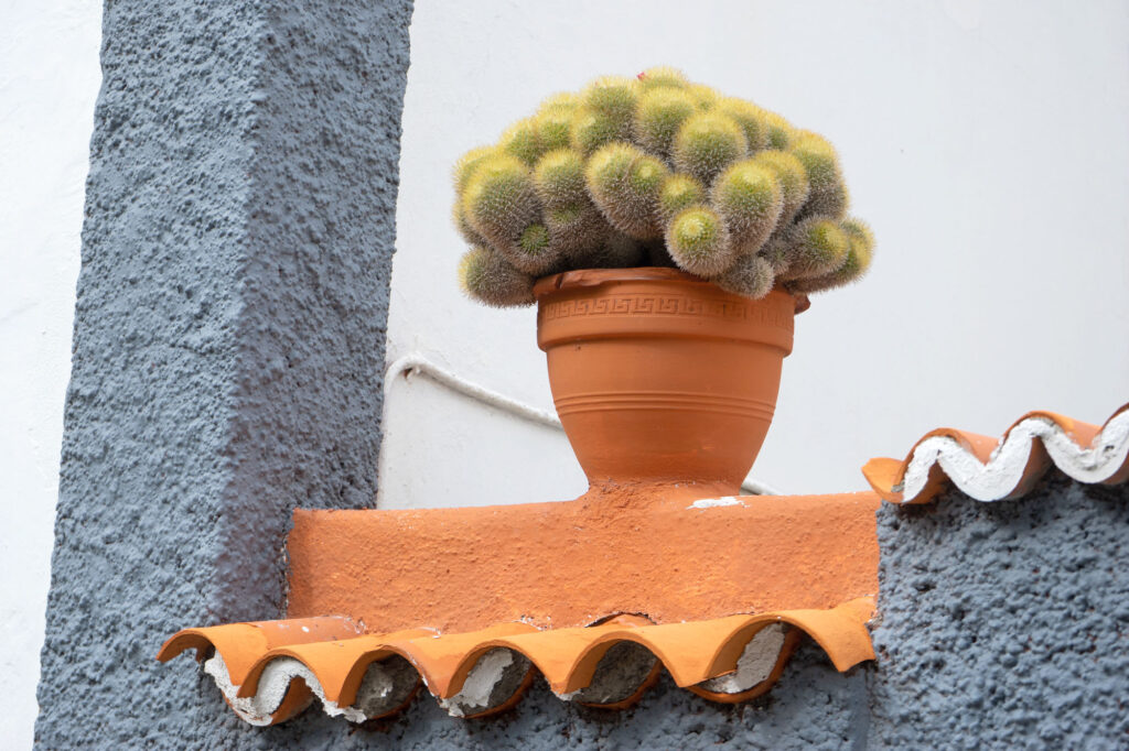 Cactus Pot Tenerife