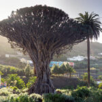 The Dragon Trees of Tenerife